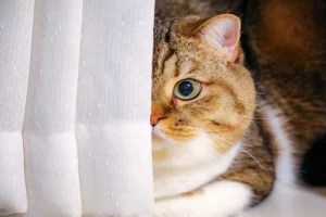 پرده مناسب حیوانات خانگی